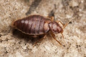 Bed Bugs Control in Melbourne