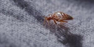 Professional Bed Bugs Control
