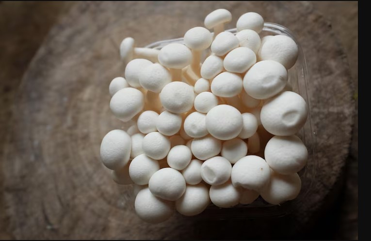 mushroom liquid cultures