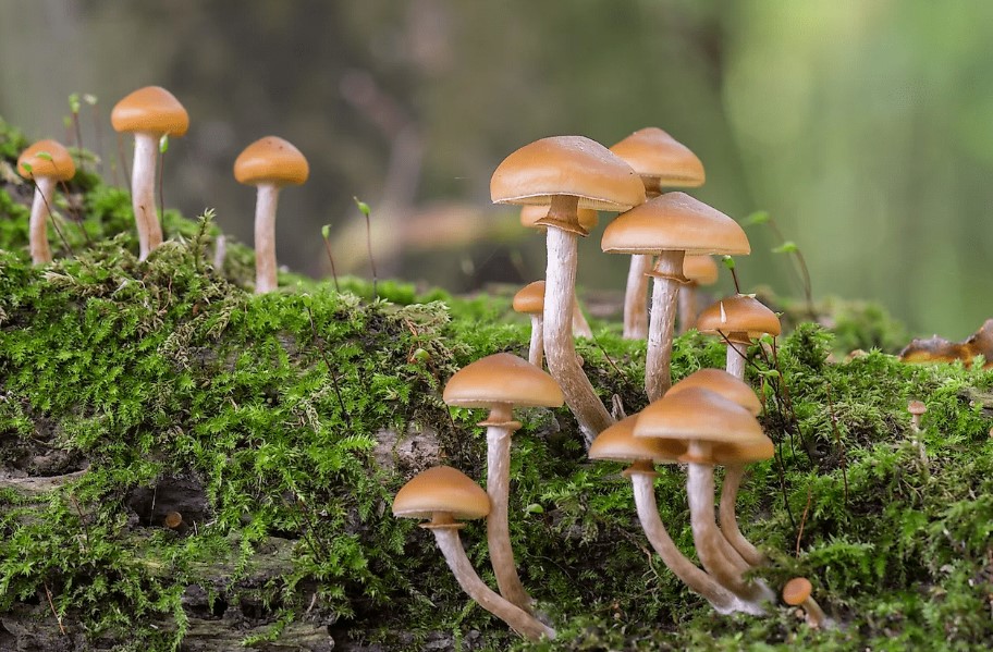 hillbilly mushrooms