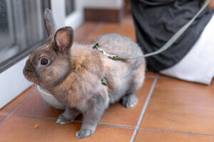 small animal harness