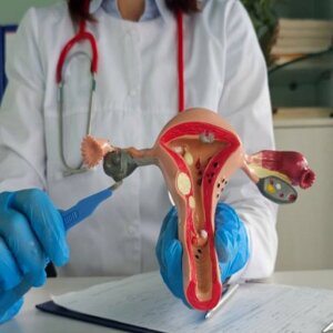 A doctor holding a anatomical model of the female reproductive system