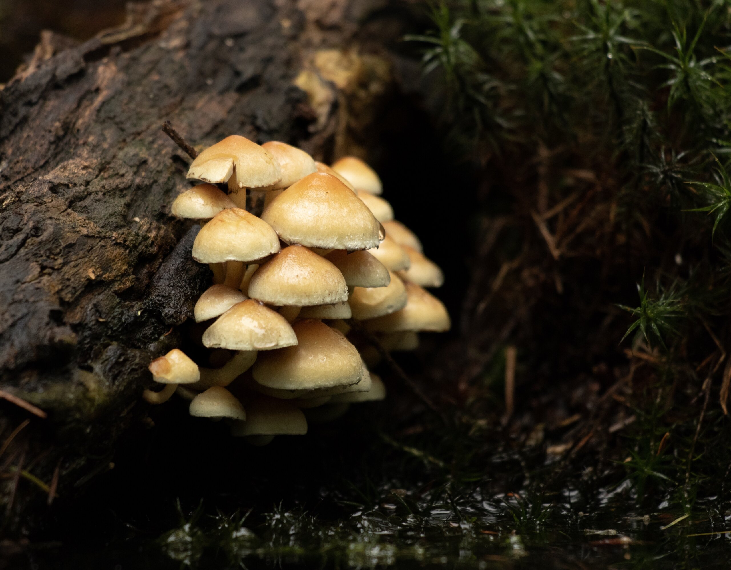 psychedelic mushroom cultivation