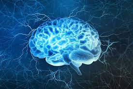 Professional image of the Neuroxen Brain Health Support bottle alongside a brain model and fresh natural ingredients.