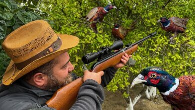 Hunting Pheasants Sustainably in Nebraska: A Guide to Ethical Practices