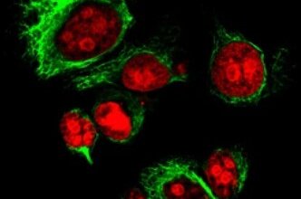 fluorescent dyes