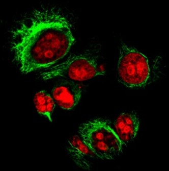 fluorescent dyes