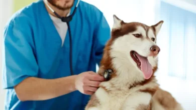 Veterinary product distributors in Oman