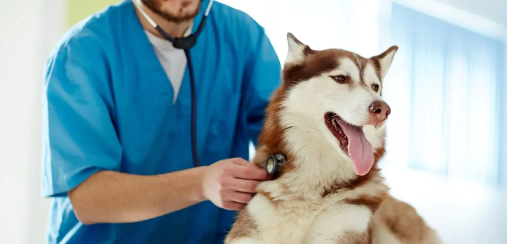 Veterinary product distributors in Oman