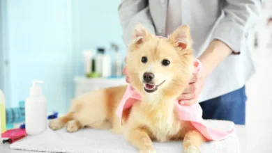 mobile pet grooming success