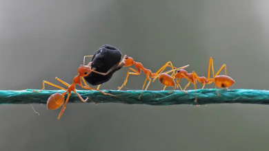 ants pest services