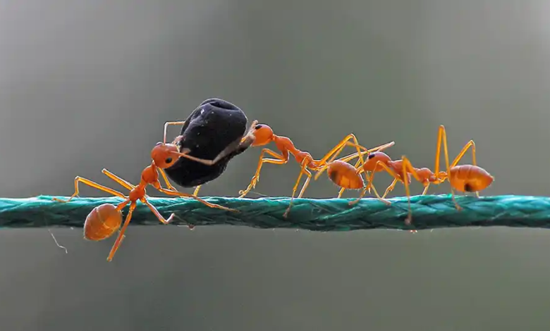 ants pest services
