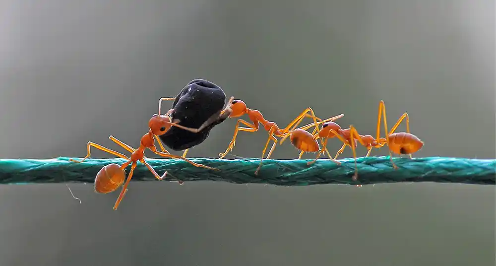 ants pest services