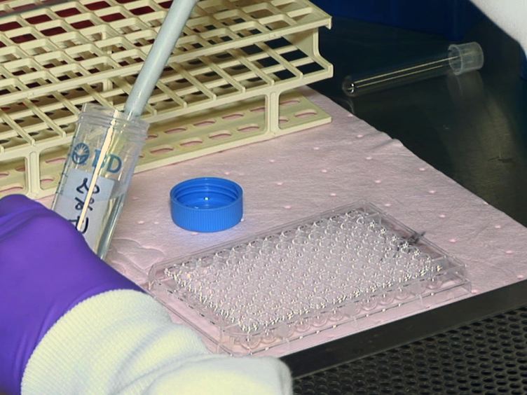 Cell Cytotoxicity Assay