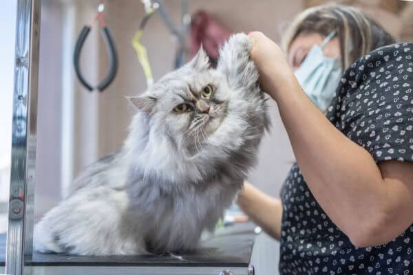 affordable dog grooming