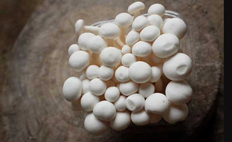 mushroom liquid cultures