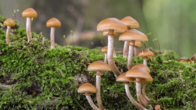 hillbilly mushrooms
