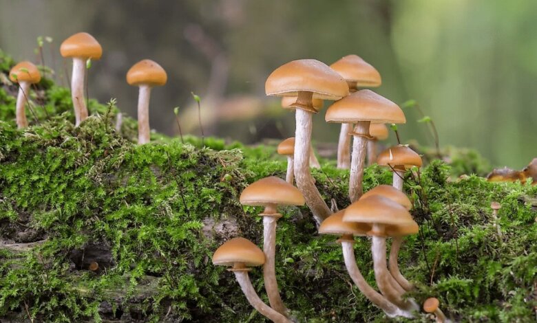 hillbilly mushrooms