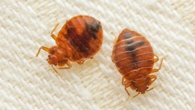 Bed Bugs Control