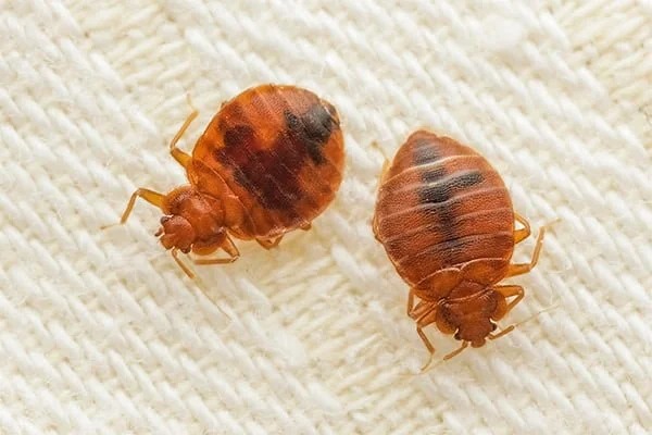 Bed Bugs Control