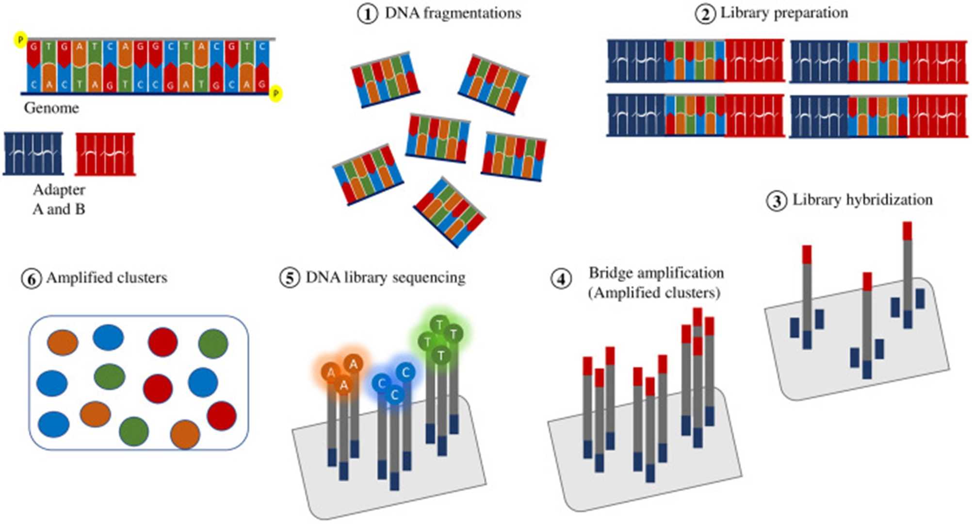 comprehensive-guide-to-dna-sequencing-methods