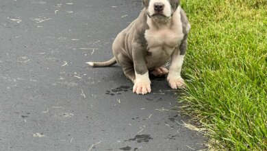 Pitbull Puppies for Sale in NYC