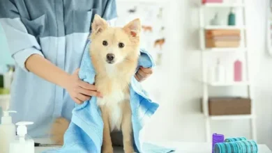 Avoid grooming injuries at home