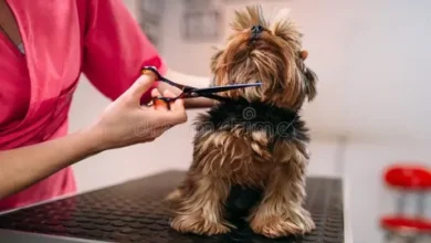 full-service mobile pet grooming