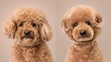 different poodle haircuts