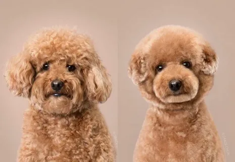 different poodle haircuts