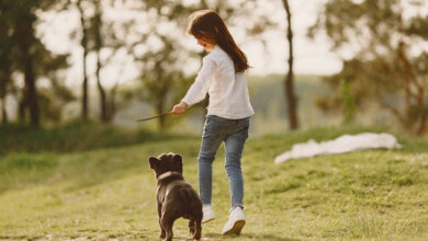dog sitting services