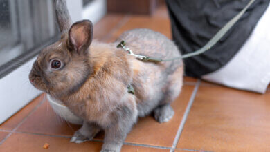 small animal harness