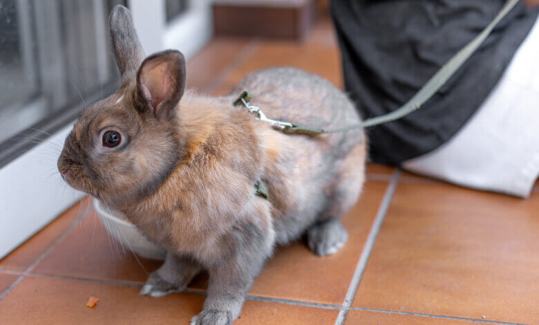 small animal harness