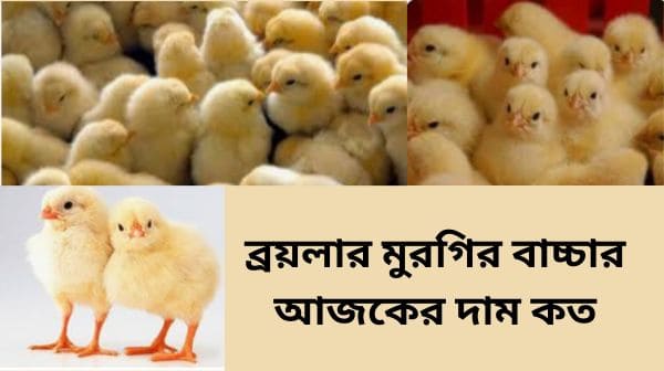 আজকের ব্রয়লার মুরগির দাম ২০২৫