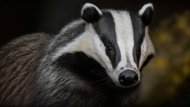skunks