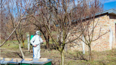 Bee-Safe Ways to Protect Fruit Trees at Home