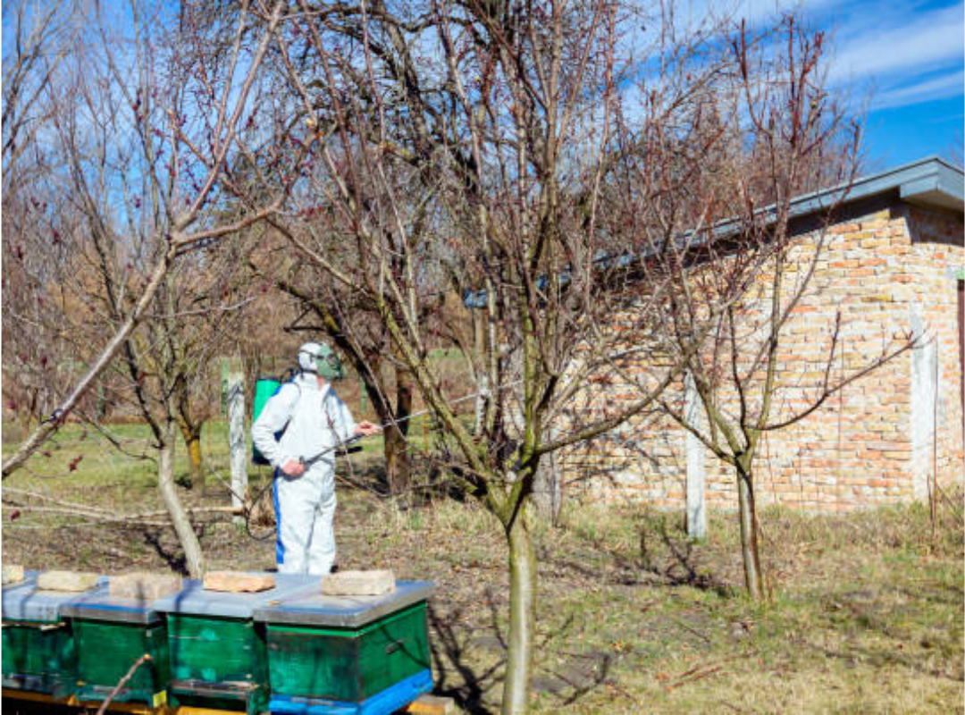 Bee-Safe Ways to Protect Fruit Trees at Home