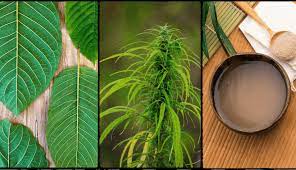 Kratom vs Kava: Traditional Remedies with Modern Appeal—Which Fits Your Needs?