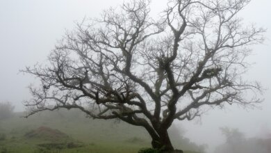 Signs Your Tree Might Be Dying