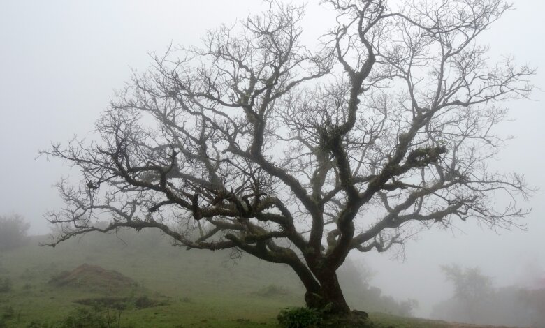 Signs Your Tree Might Be Dying