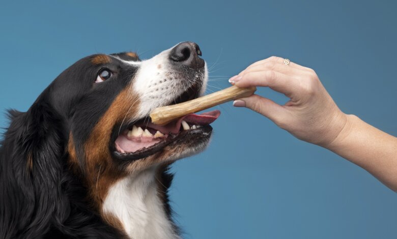 beautiful-pet-portrait-dog-with-food