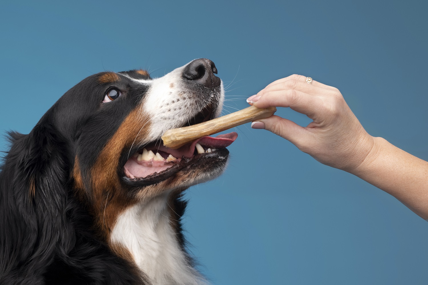 beautiful-pet-portrait-dog-with-food