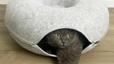 cat tunnel bed