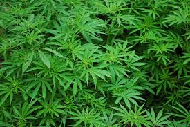 dispensary near Princeton