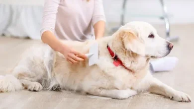 How to Care for Australian Shepherd Coats