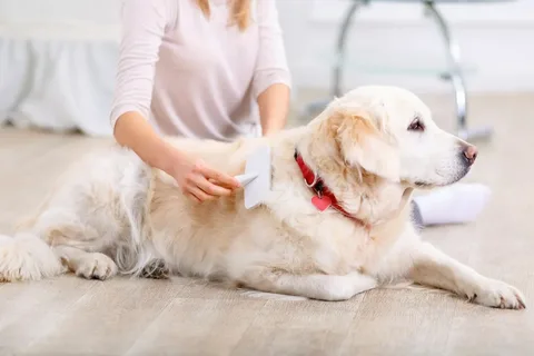 How to Care for Australian Shepherd Coats