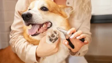 Nail Trimming Tips for Anxious Dogs at Home