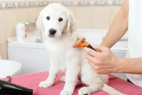 Start a Dog Wash Franchise: Your Path to Pet Biz