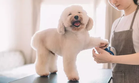 Dog Coat Types and Grooming Tips That Work