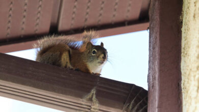 residential wildlife removal